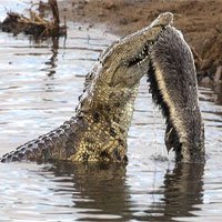 Cá sấu chật vật tìm cách ăn xác lửng mật