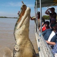 Cá sấu dài 6m phi thân đớp mồi ở Australia
