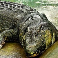 Cá sấu lớn nhất hành tinh nặng hơn một tấn