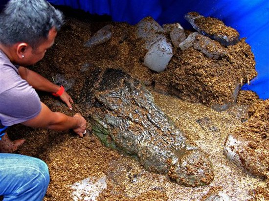 Cá sấu nước mặn lớn nhất thế giới chết