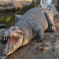 Cá sấu quái vật dài 4,2 mét sập bẫy thợ săn Australia