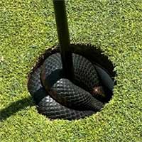 Cá sấu và rắn độc xâm chiếm sân golf Australia