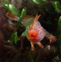 Cá tay đỏ: Loài cá hiếm nhất thế giới với 