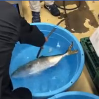 Cá ướp lạnh đông cứng hồi sinh sau hai giây thả vào chậu nước