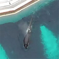 Cá voi cô đơn nhất thế giới chết sau 12 năm 