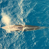 Cá voi dài 10m xuất hiện săn mồi trên vùng biển Bình Định