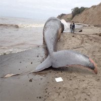 Cá voi dạt lên bờ biển Thái Lan chết vì nuốt phải nhiều túi nylon