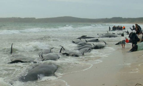 Cá voi hoa tiêu chết hàng loạt do bị mắc cạn tại New Zealand