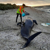 Cá voi hoa tiêu chết hàng loạt trên đảo New Zealand