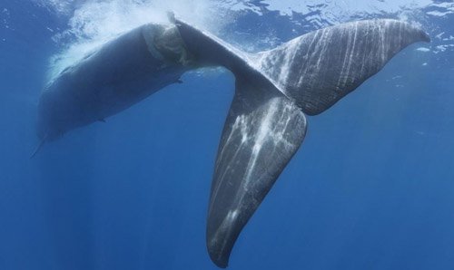 Cá voi không biết tránh tàu thuyền