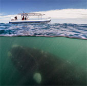 Cá voi khổng lồ áp sát thuyền du lịch