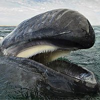 Cá voi khổng lồ qua ống kính của thợ lặn hải quân Hoàng gia Anh