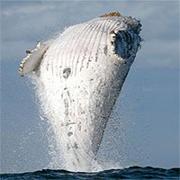 Cá voi lưng gù 20 tấn phi thân dựng đứng trên mặt biển