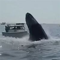 Cá voi lưng gù phi thân khỏi mặt nước, rơi trúng thuyền dân
