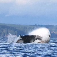 Cá voi sát thủ khổng lồ và cú ngoạm kinh hoàng nhằm vào sư tử biển
