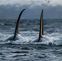 Cá voi sát thủ liên tục tấn công thuyền buồm trên biển