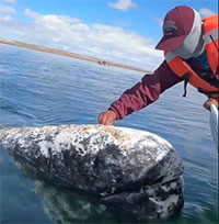 Cá voi xám tiếp cận thuyền, nhờ người bắt rận trên đầu