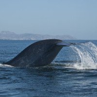 Cá voi xanh lần đầu tiên được phát hiện tại Biển Đỏ