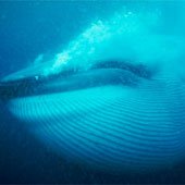 Cá voi xanh xoay 360 độ để săn mồi