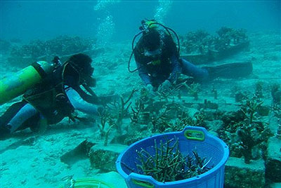 Các dải san hô tái sinh kỳ diệu sau sóng thần