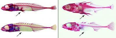 Các loài cá gai có gen khác nhau nhưng có biểu hiện tiến hóa giống nhau