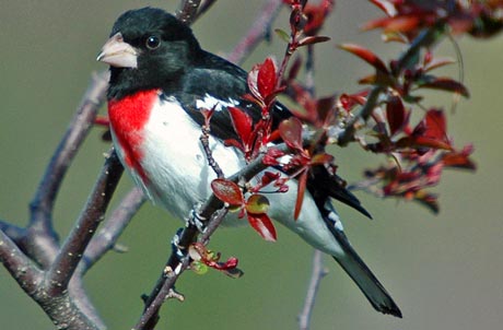 Các loài chim nhỏ dần vì biến đổi khí hậu