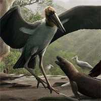 Các nhà khảo cổ tìm thấy hóa thạch loài cò khổng lồ cổ đại cao hơn người