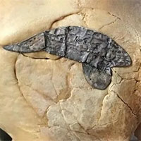 Các nhà khoa học choáng váng khi tìm thấy hộp sọ 2.000 năm tuổi được gắn kim loại