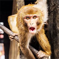 Các nhà khoa học đang tạo ra loài động vật lai giữa người và khỉ ở Trung Quốc