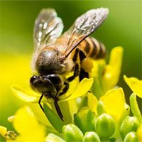 Các nhà khoa học muốn biến loài ong thành đội quân chuyên dò vật liệu nổ và phóng xạ