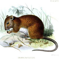 Các nhà khoa học nghiên cứu hồi sinh chuột khổng lồ trên đảo Giáng sinh