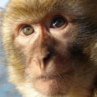 Các nhà khoa học nói khỉ có thể nói được như người