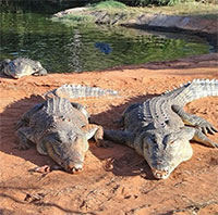 Các nhà nghiên cứu lên kế hoạch cứu cá sấu Australia khỏi cóc mía kịch độc