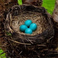 Các nhà nghiên cứu tìm ra công thức toán học chung để mô tả mọi quả trứng chim có trong tự nhiên