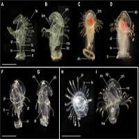 Các nhà sinh vật học khám phá ra loài ấu trùng biển bí ẩn