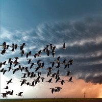 Cách đương đầu khôn ngoan với siêu bão của loài chim
