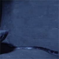 Cách giết người giữa đêm đáng sợ của loài rắn độc Ấn Độ