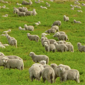 Cải thiện sóng wi-fi bằng cừu