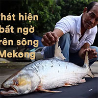 Campuchia bất ngờ phát hiện cá chép hồi khổng lồ trên sông Mekong sau 20 năm 