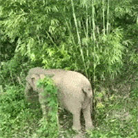 Cận cảnh 2 mẹ con voi vào rừng keo của người dân để kiếm ăn
