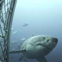 Cận cảnh chú cá mập trắng khổng lồ với hàng trăm vết sẹo 