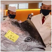 Cận cảnh con cá ngừ giá 145.000 USD tại chợ cá Nhật Bản