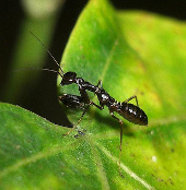 Cận cảnh con vật lạ nửa kiến nửa bọ ngựa ở Việt Nam