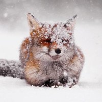 Cận cảnh loài cáo đỏ đẹp mê hồn trong tuyết trắng