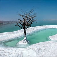 Cận cảnh loại cây đơn độc mọc giữa đảo muối của biển Chết