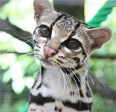 Cận cảnh loài mèo rừng dễ thương nhất thế giới