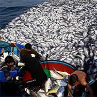 Cận cảnh mẻ cá 120 tấn trên biển
