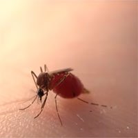 Cận cảnh muỗi hút máu người đến mức no vỡ bụng