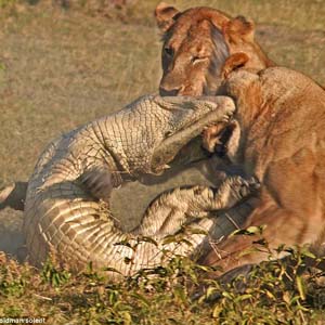 Cận cảnh sư tử cái giết cá sấu bảo vệ con