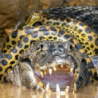 Cận cảnh trăn anaconda siết cổ cá sấu caiman